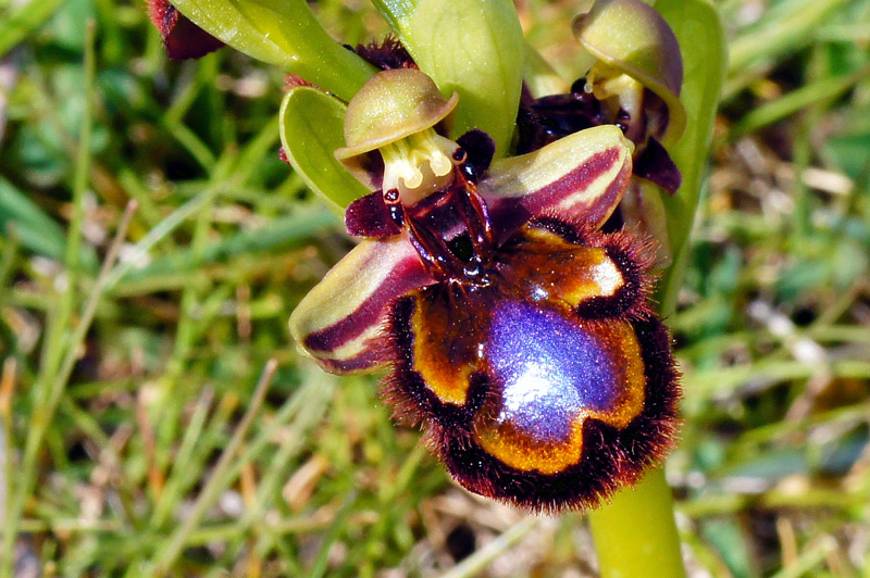 Ophrys speculum